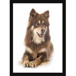 Quadro Poster Animais Cachorro 3531