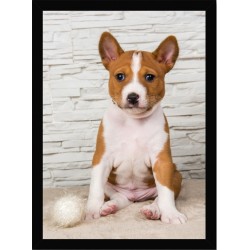 Quadro Poster Animais Cachorro 3533