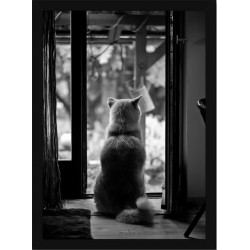 Quadro Poster Animais Cachorro 3535