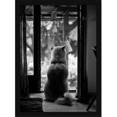 Quadro Poster Animais Cachorro 3535