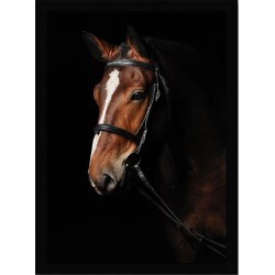 Quadro Poster Animais Cavalo 3536