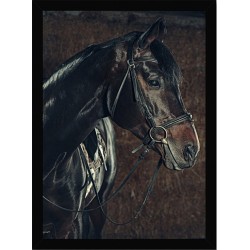 Quadro Poster Animais Cavalo 3537