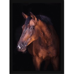 Quadro Poster Animais Cavalo 3539