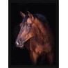 Quadro Poster Animais Cavalo 3539