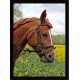Quadro Poster Animais Cavalo 3540