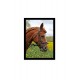 Quadro Poster Animais Cavalo 3540