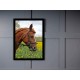 Quadro Poster Animais Cavalo 3540