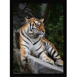 Quadro Poster Animais Tigre 3541