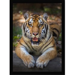 Quadro Poster Animais Tigre 3542