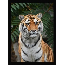 Quadro Poster Animais Tigre 3543