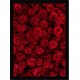 Quadro Poster Flores 4696