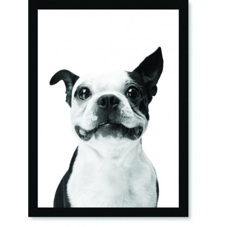 Quadro Poster Animais Cachorro 1