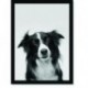 Quadro Poster Animais Cachorro 2